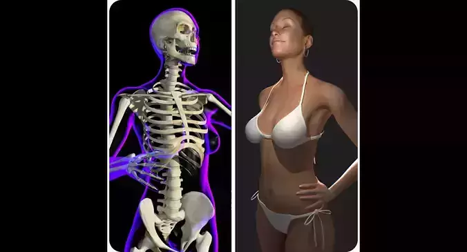 Full Female Body X-Ray With Skeleton 3D model
