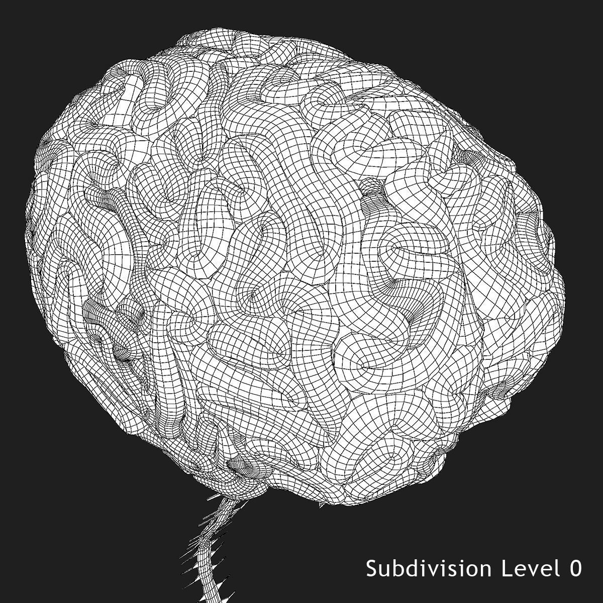 Realistic Human Brain 3D model_11