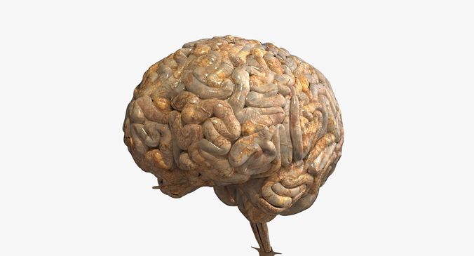Realistic Human Brain 3D model