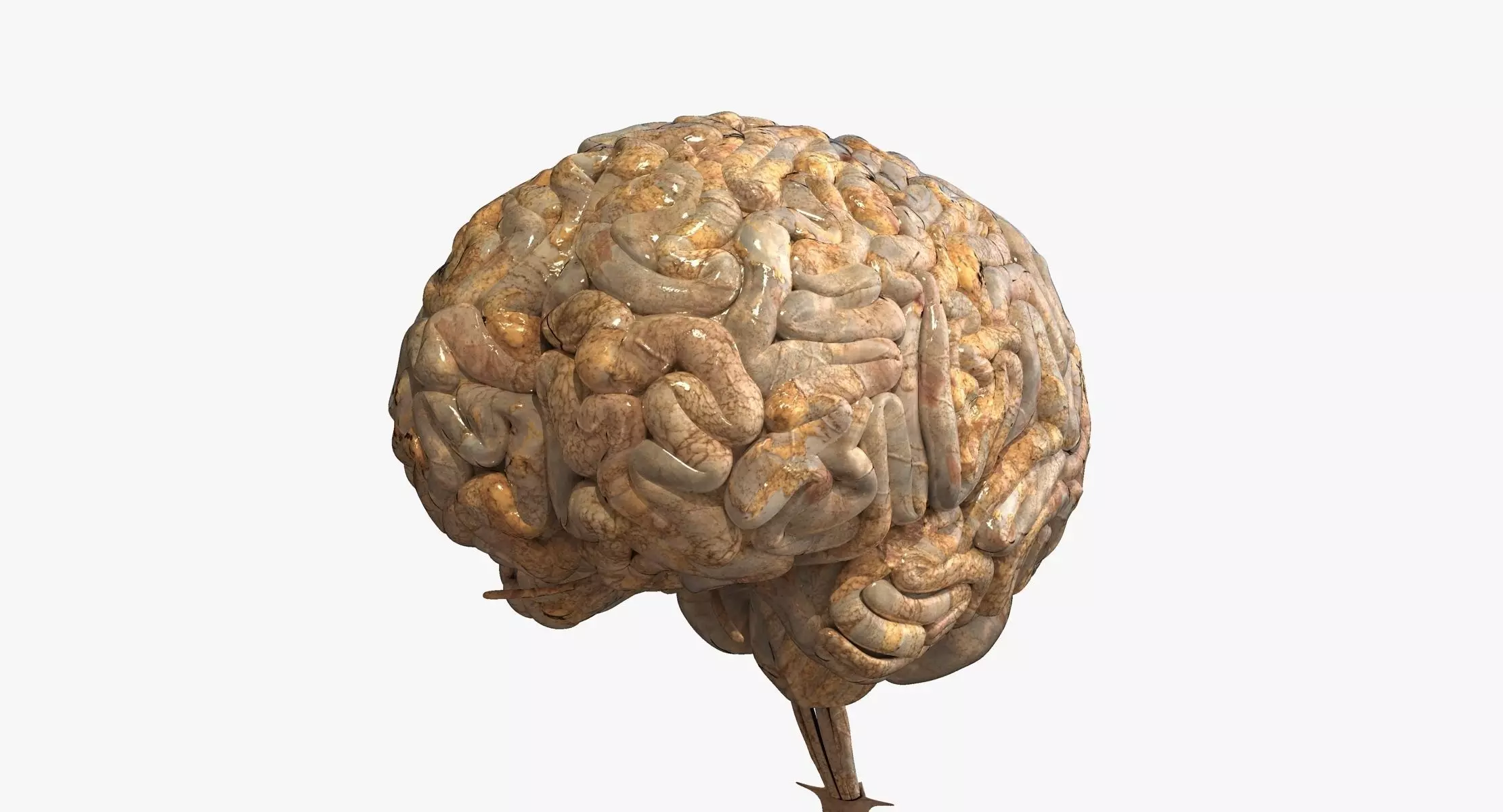 Realistic Human Brain 3D model_0
