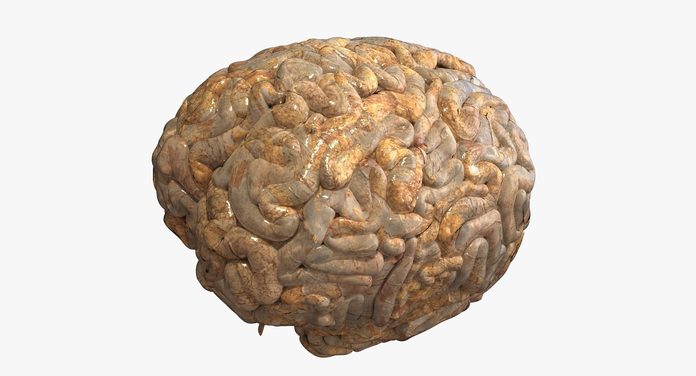 Realistic Human Brain 3D model_2