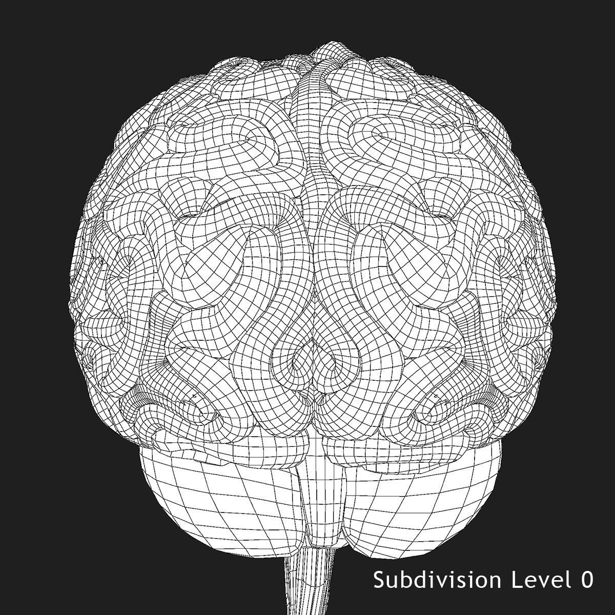 Realistic Human Brain 3D model_14