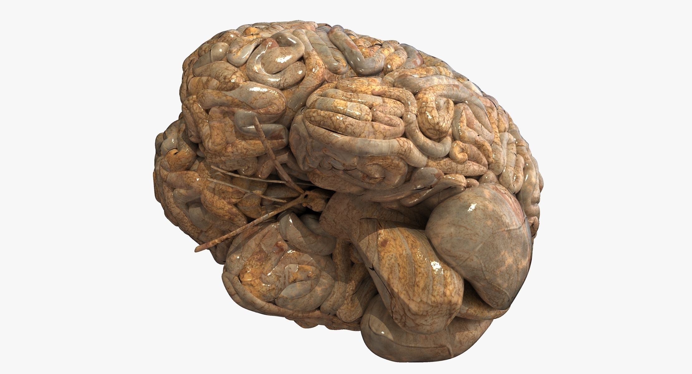 Realistic Human Brain 3D model_3