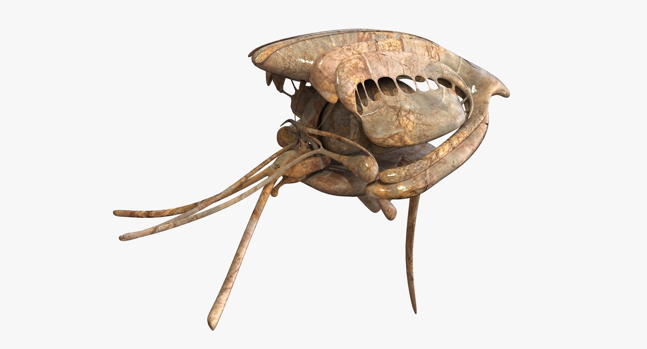 Realistic Human Brain 3D model_10