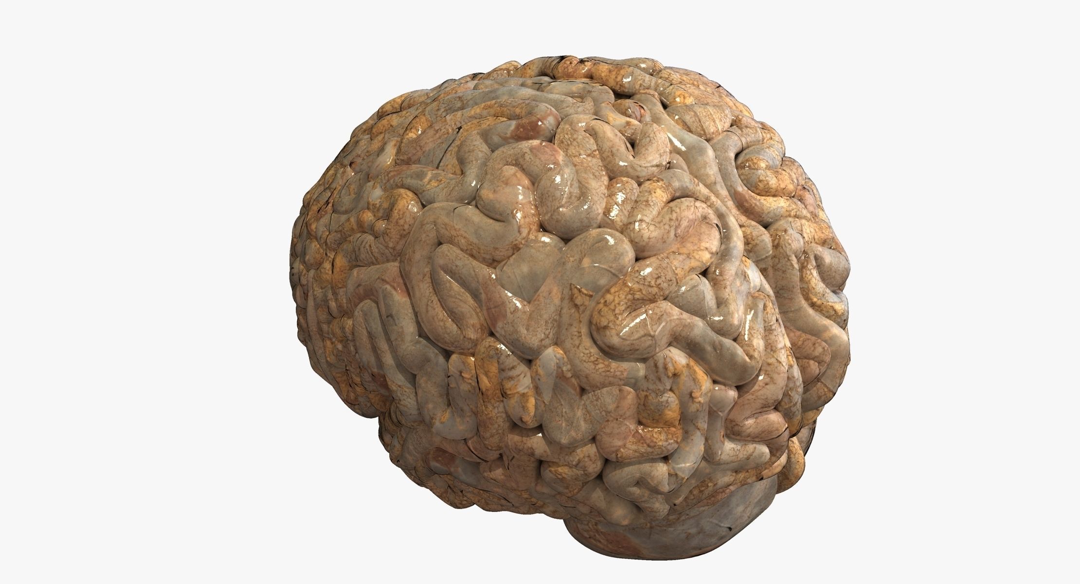 Realistic Human Brain 3D model_4