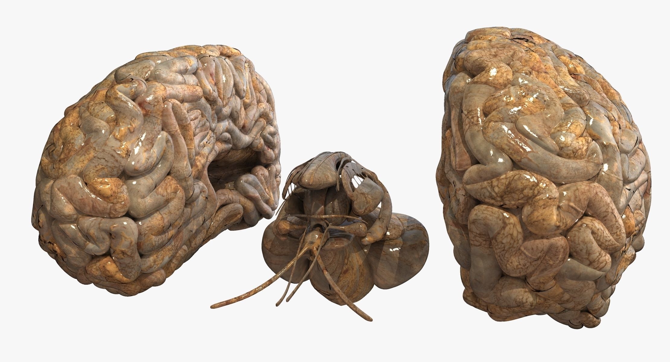 Realistic Human Brain 3D model_6