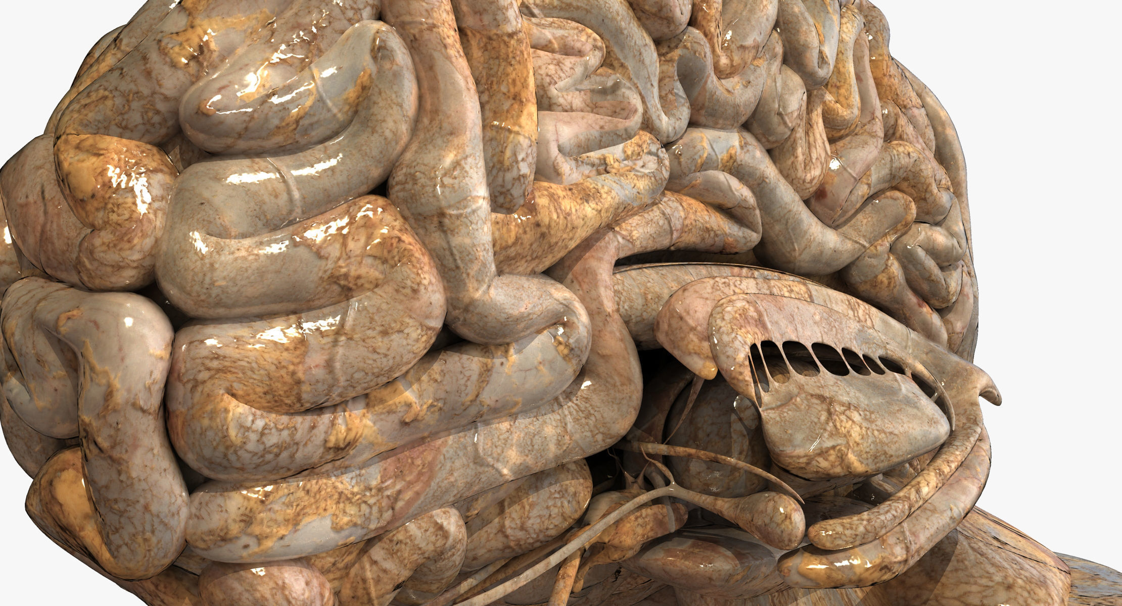 Realistic Human Brain 3D model_7