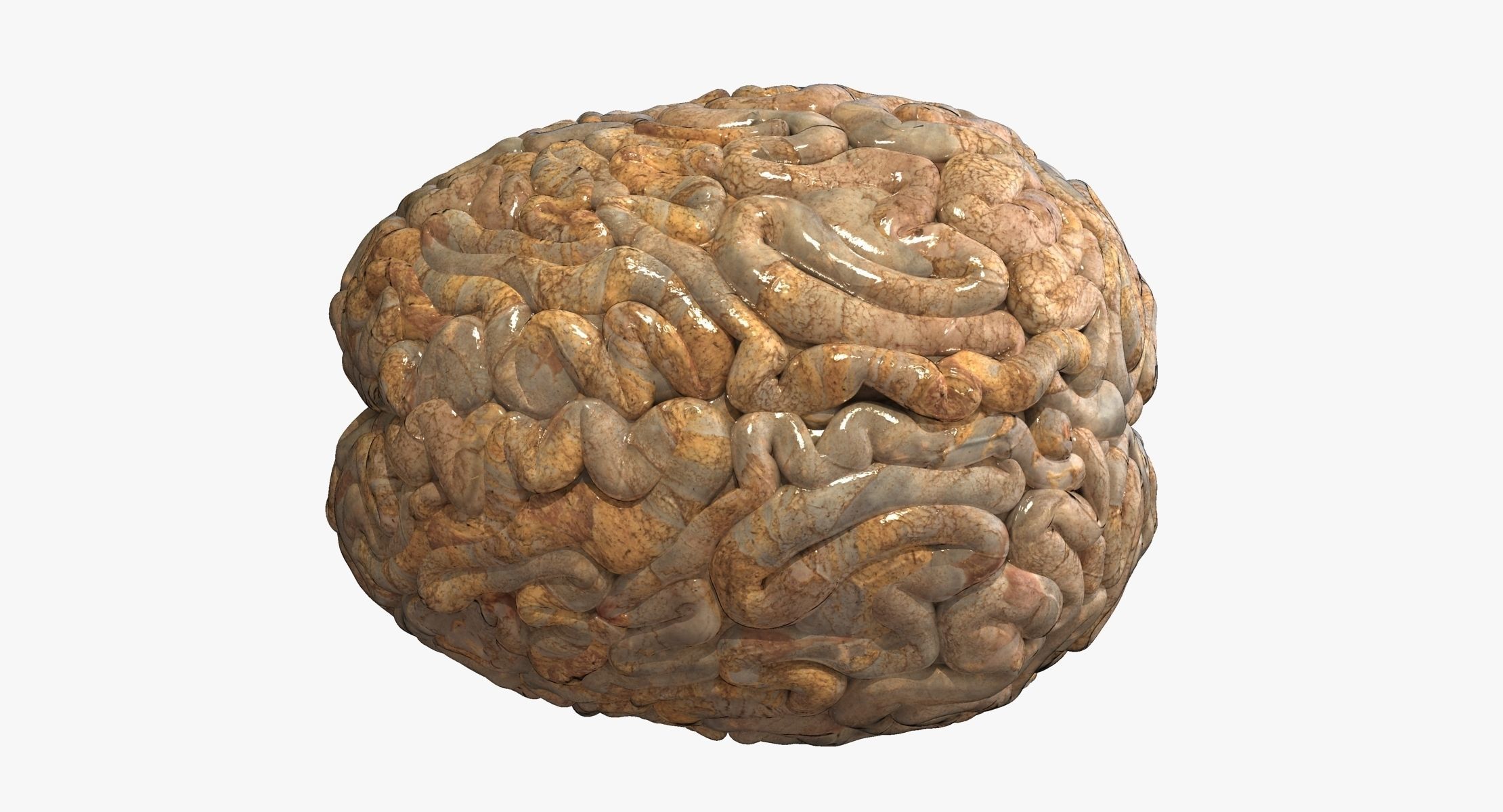 Realistic Human Brain 3D model_5