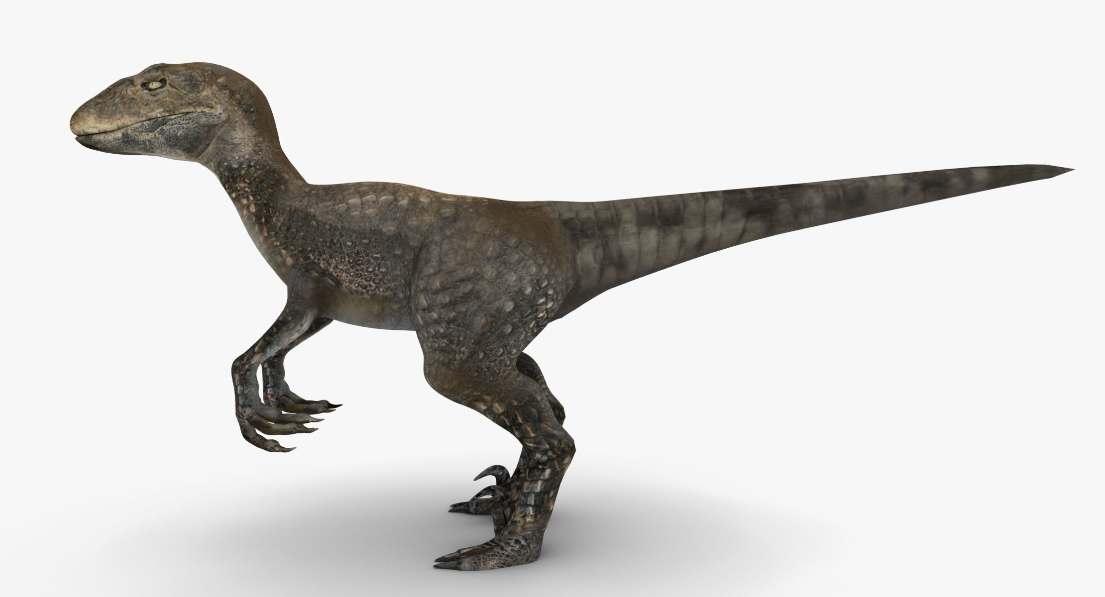 Raptor dinosaur 3D model_7