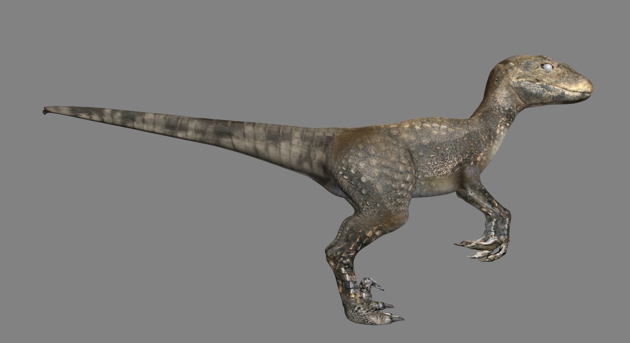 Raptor dinosaur 3D model_3