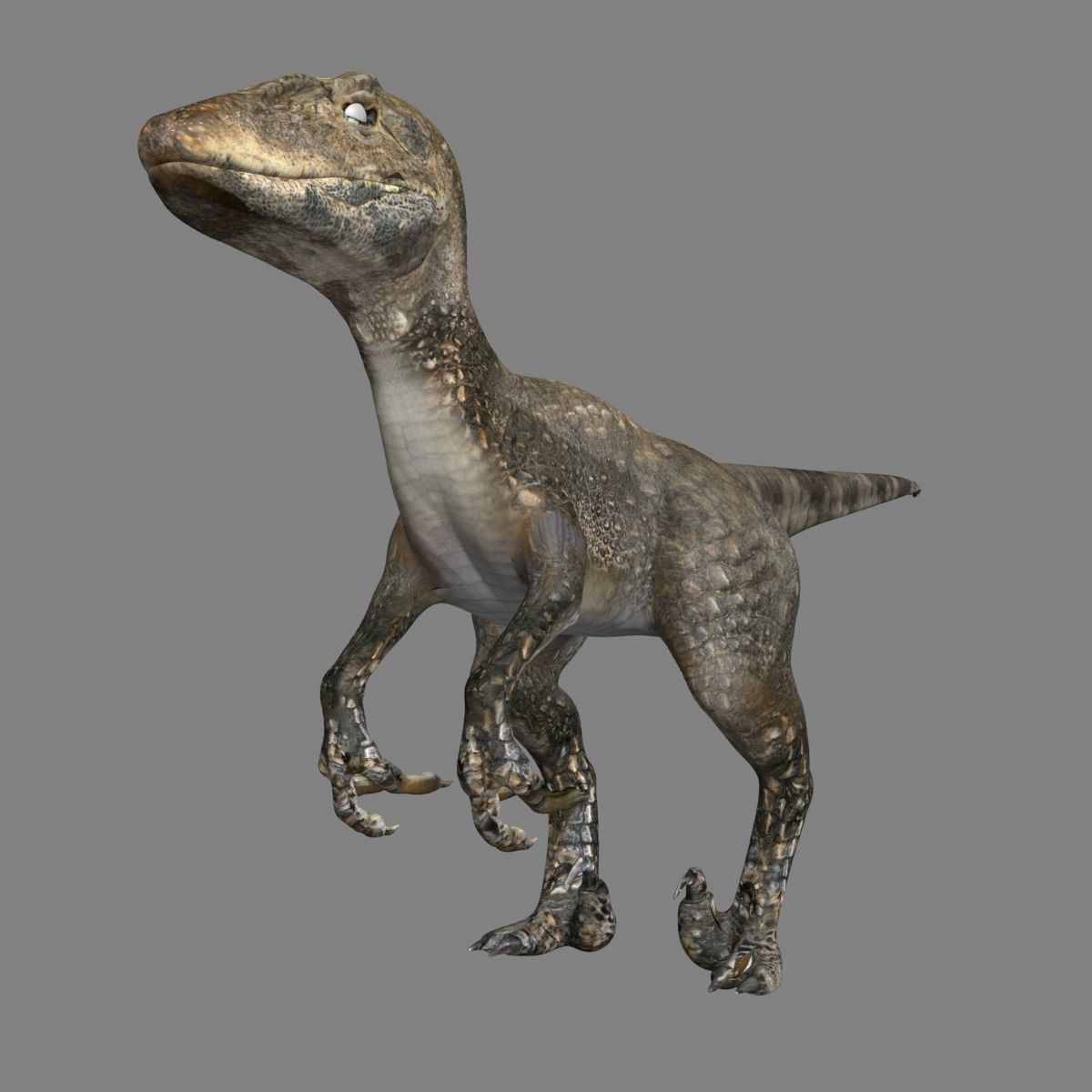 Raptor dinosaur 3D model_2