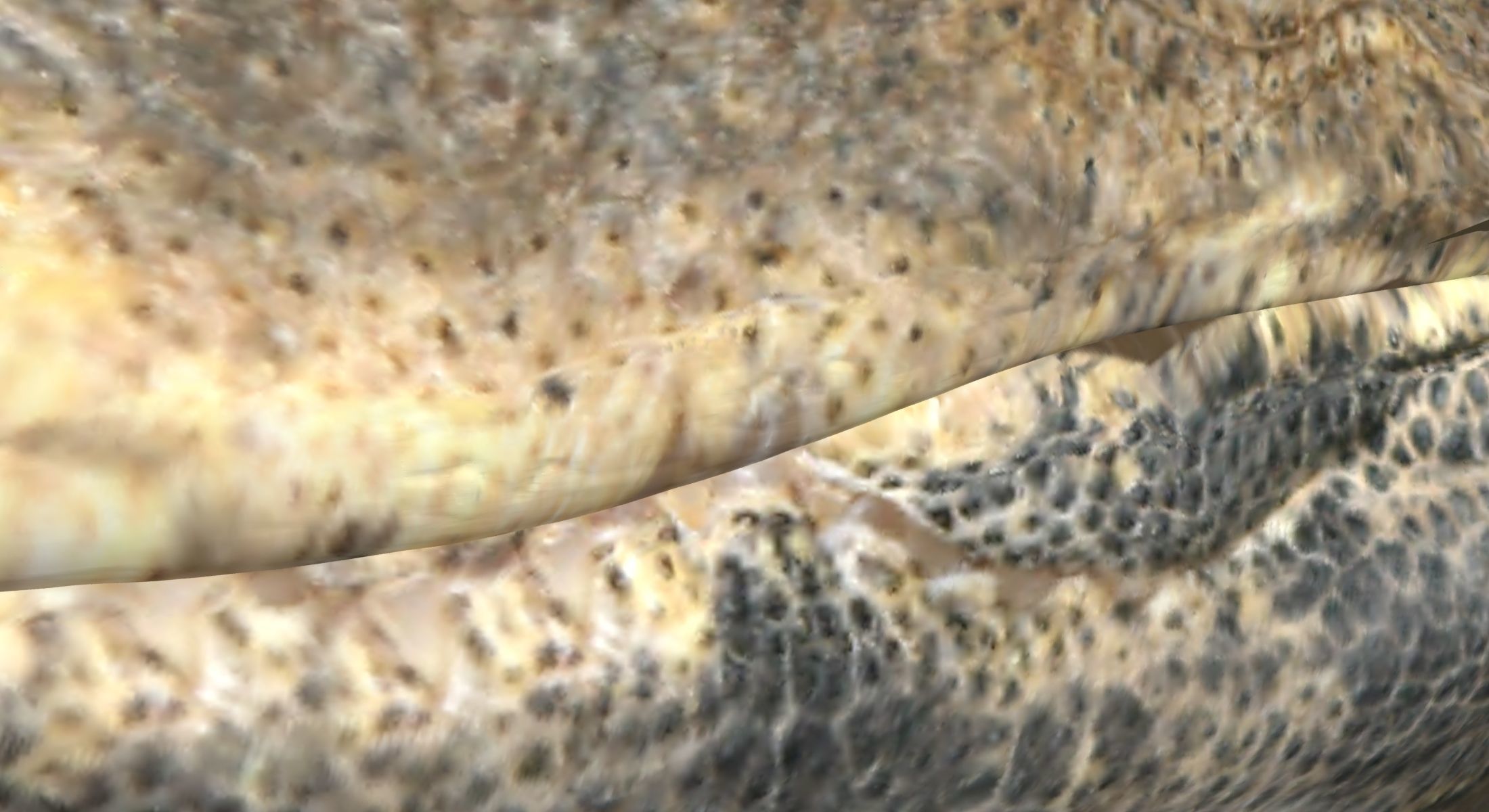 Raptor dinosaur 3D model_4