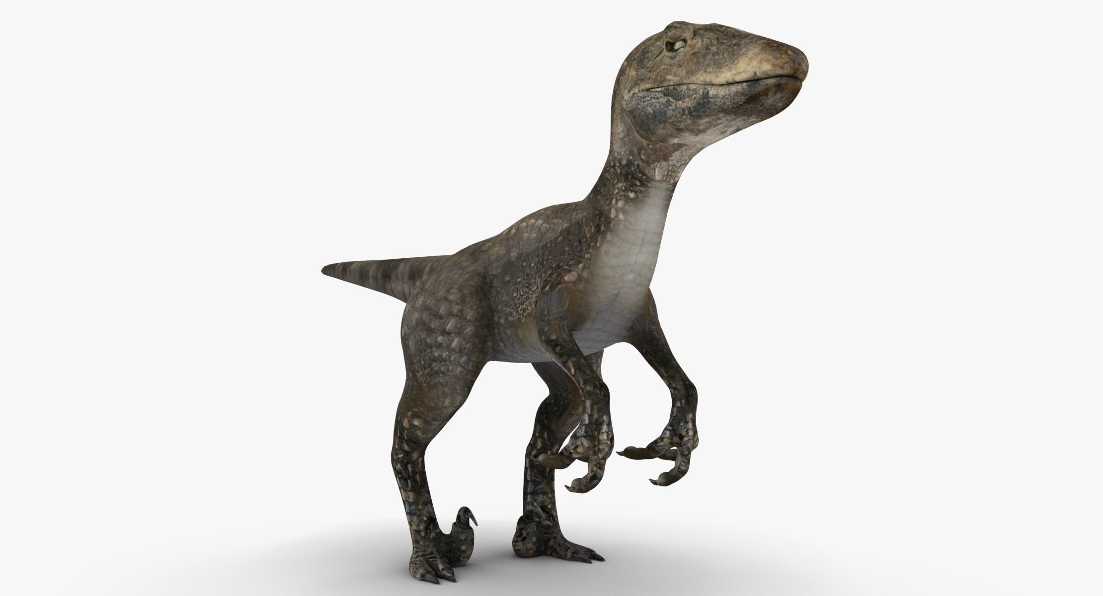 Raptor dinosaur 3D model_9