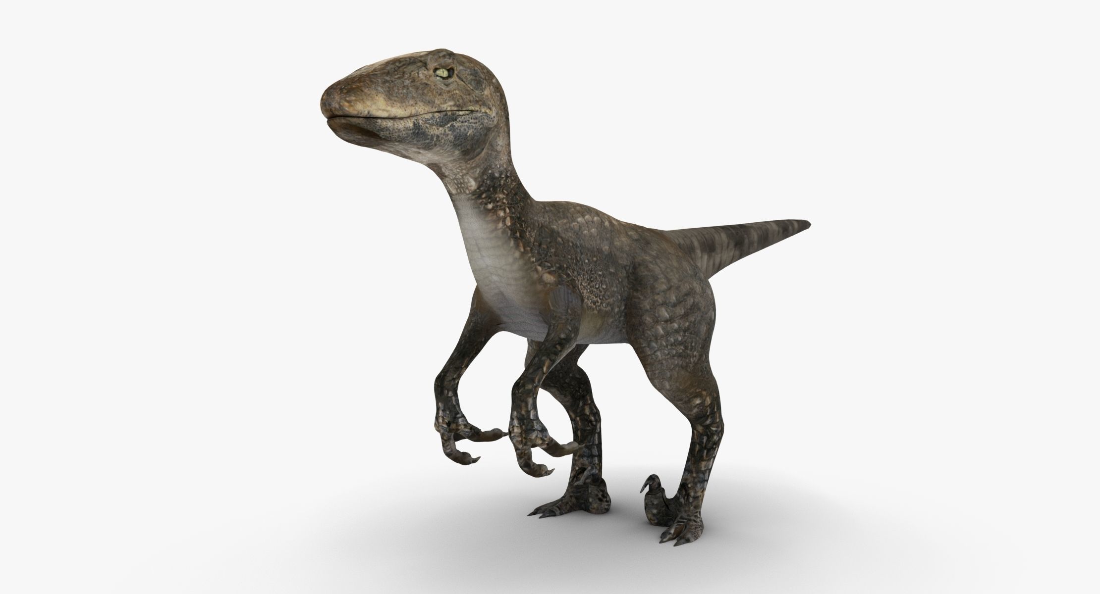 Raptor dinosaur 3D model_6