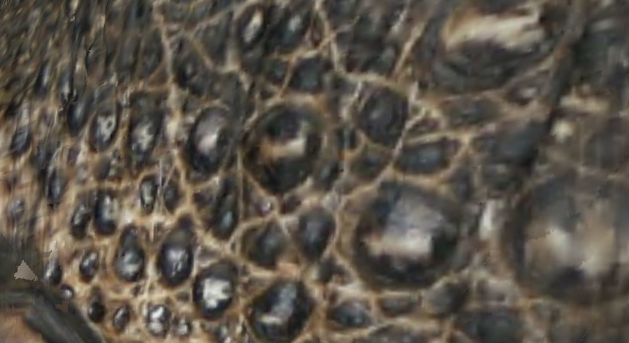 Raptor dinosaur 3D model_5