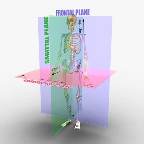 Planes of the Body Skeleton 3D model