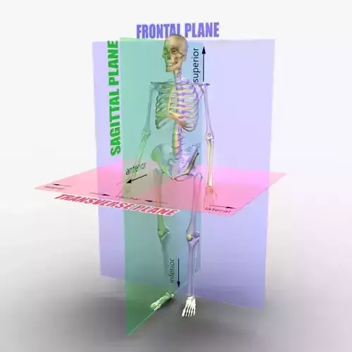 Planes of the Body Skeleton