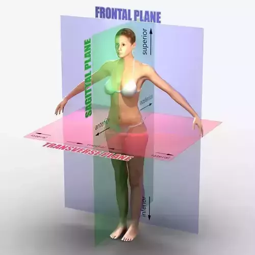 Planes of the Body Female
