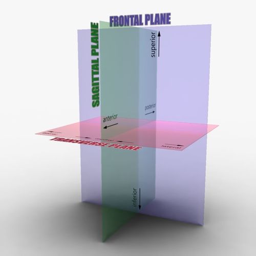 Planes of the Body 3D model