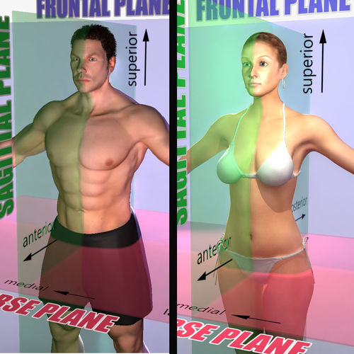 Male and Female Planes of Motion Rigged 3D model