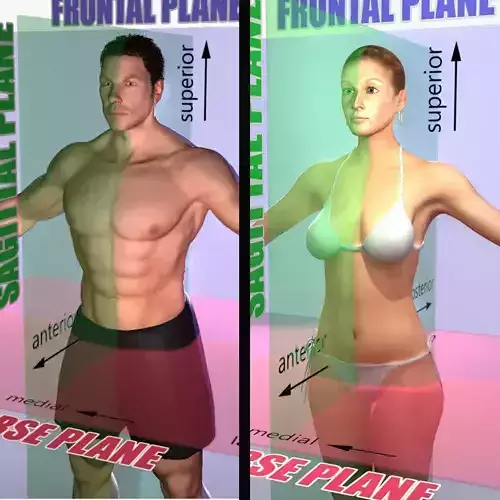 Male and Female Planes of Motion Rigged