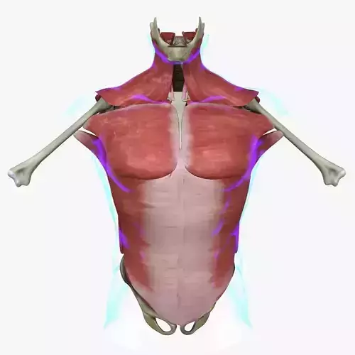 Human Torso Muscle Anatomy Medical Edition