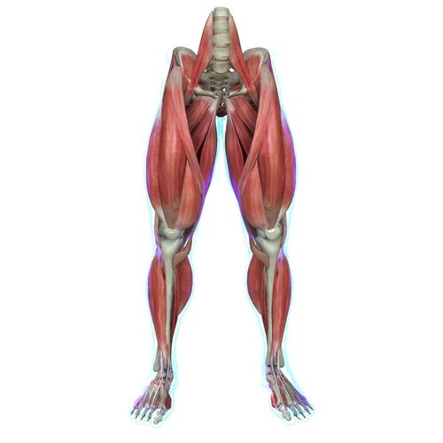 Human Leg Muscle Anatomy Medical Edition 3D model