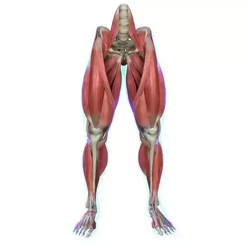 Human Leg Muscle Anatomy Medical Edition 3D model