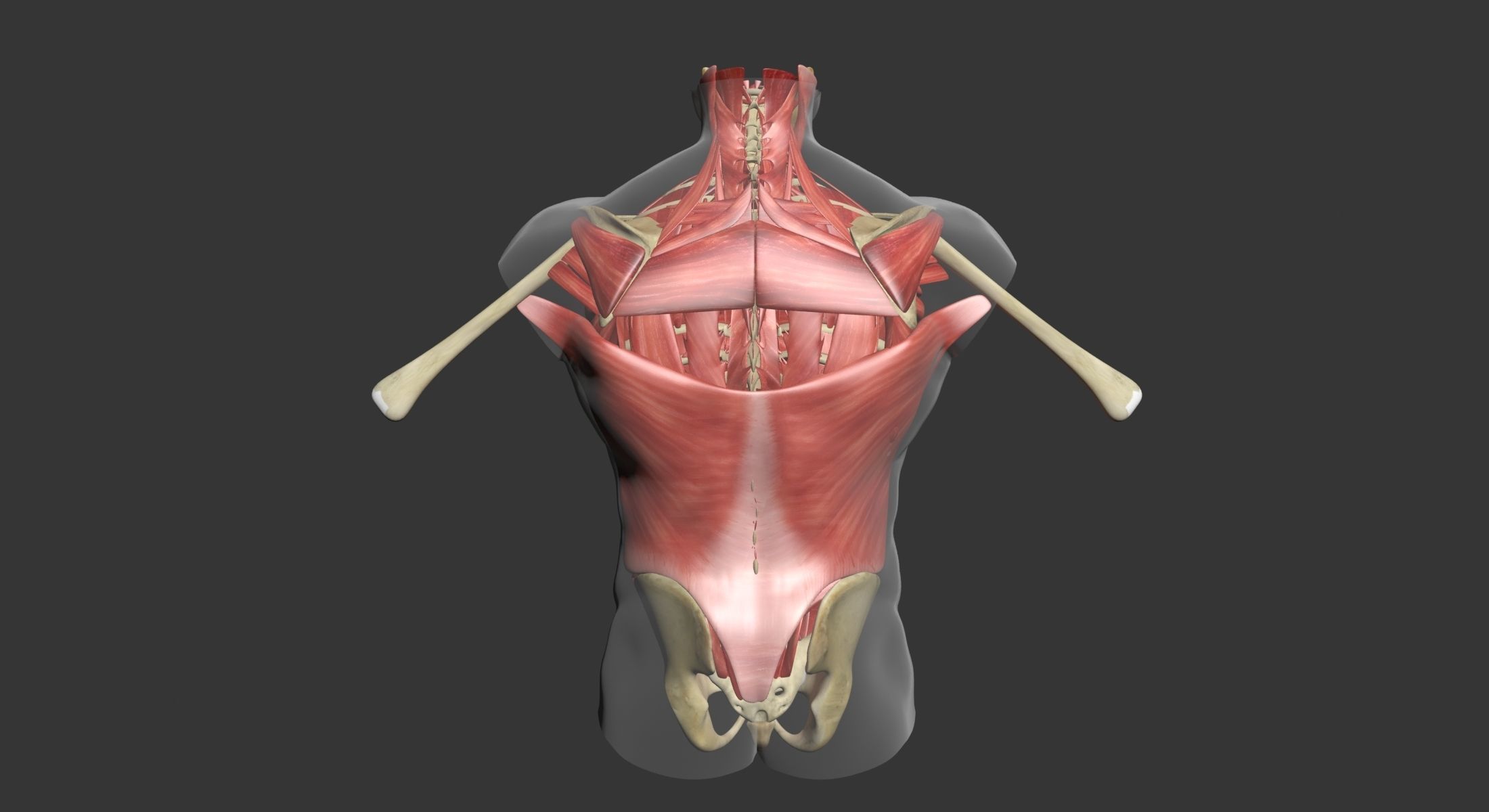 Human Torso Muscle Anatomy 3DSmax 3D model_16
