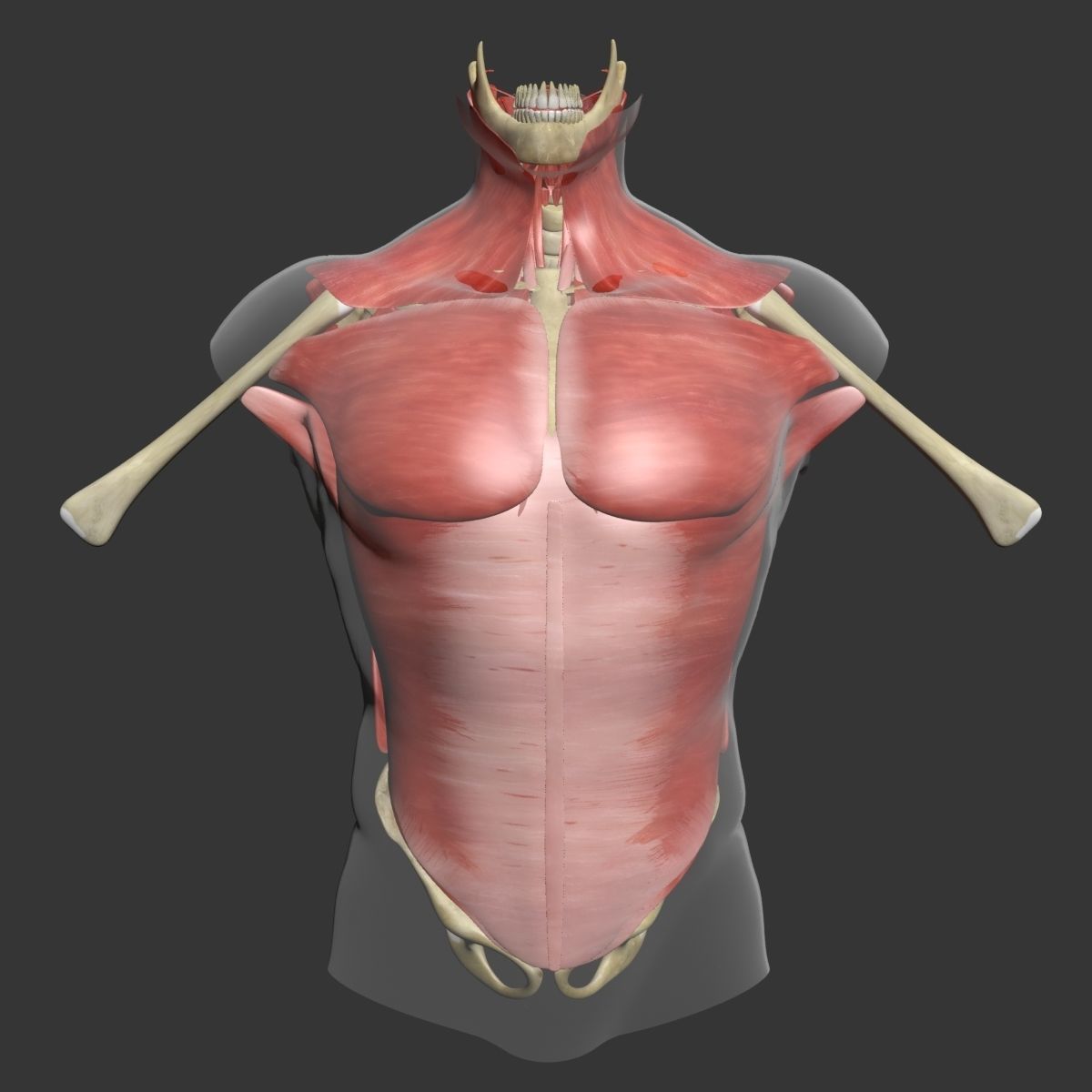 Human Torso Muscle Anatomy 3DSmax 3D model_1