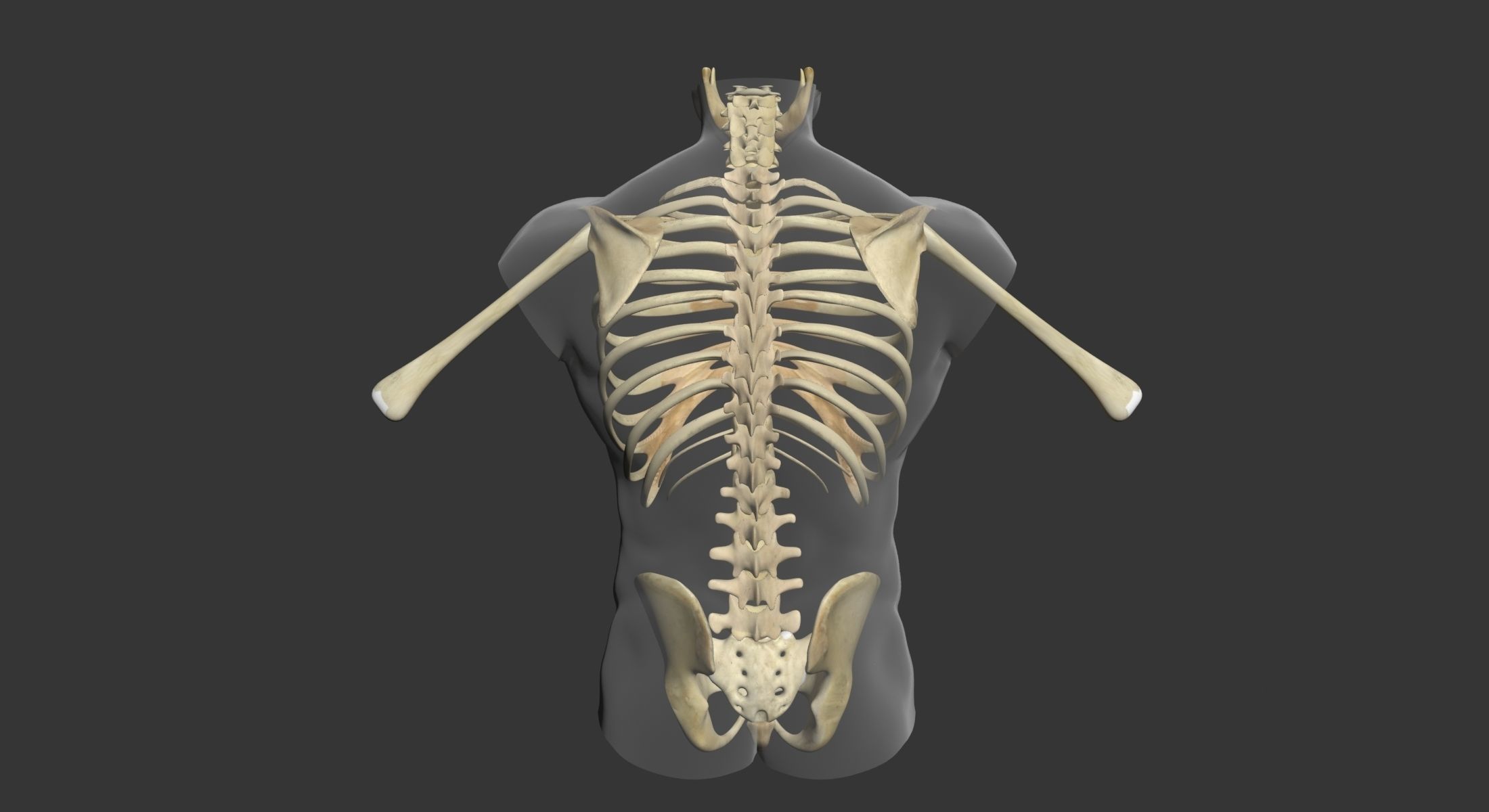 Human Torso Muscle Anatomy 3DSmax 3D model_22