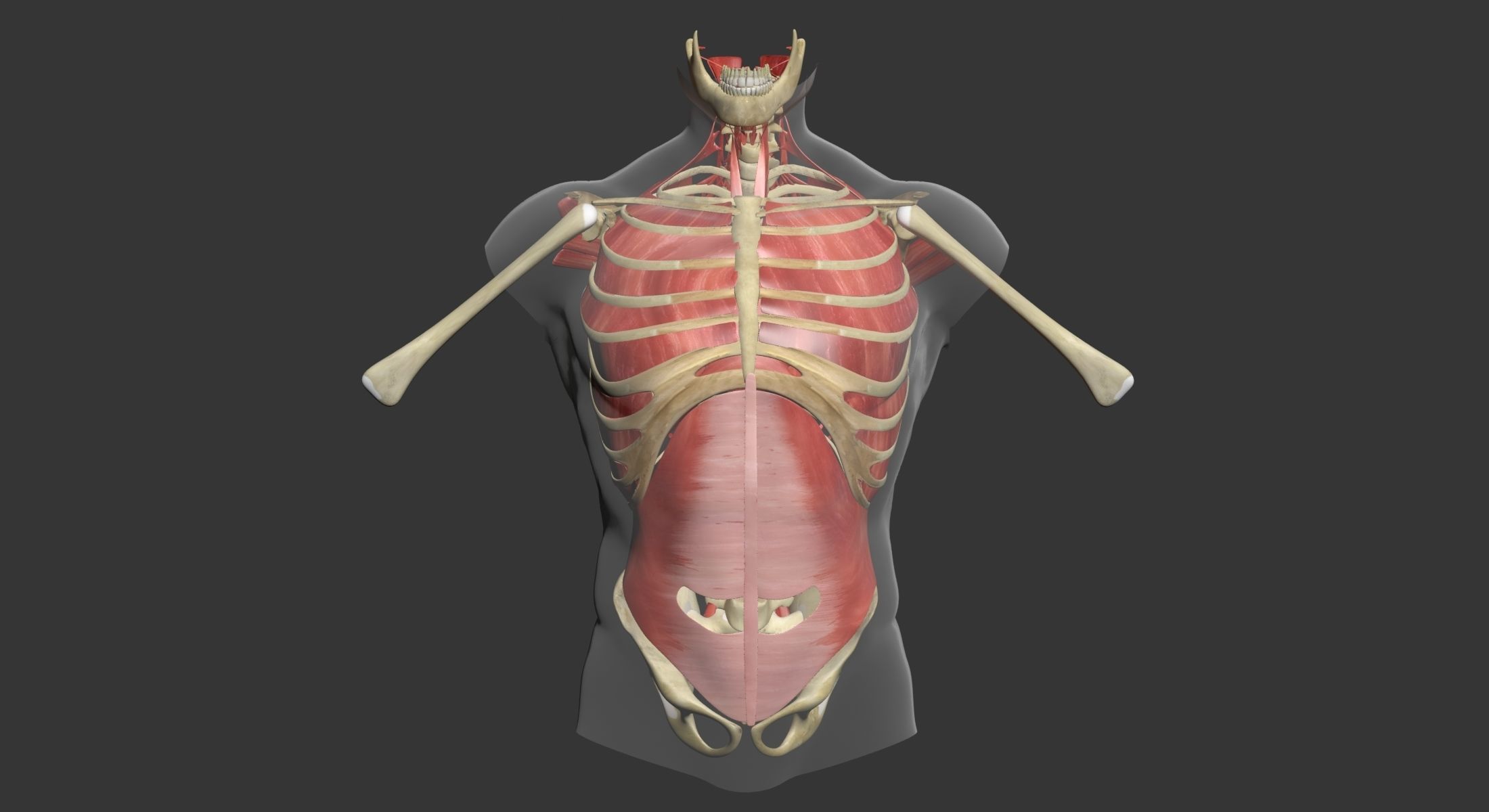 Human Torso Muscle Anatomy 3DSmax 3D model_6