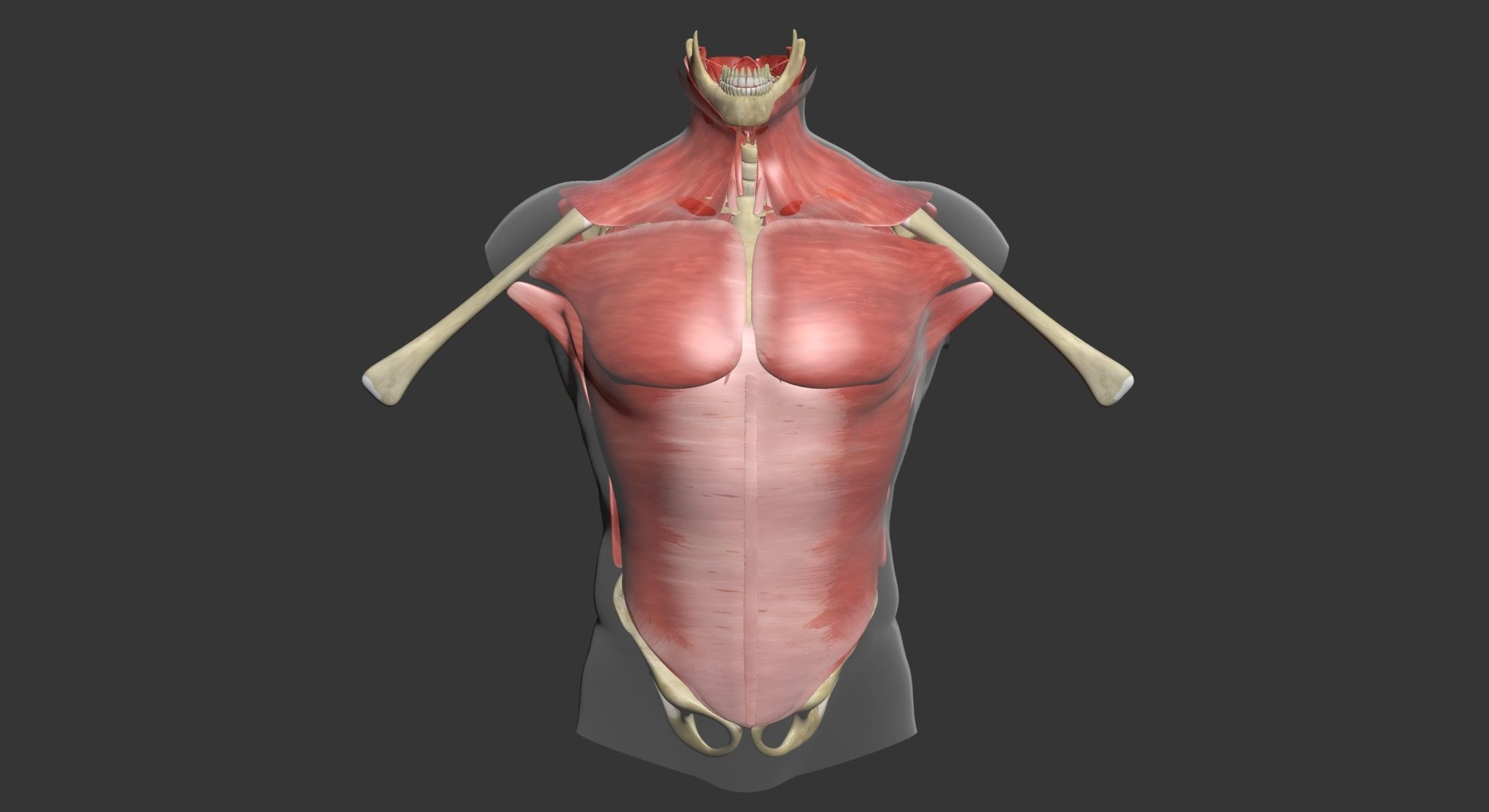 Human Torso Muscle Anatomy 3DSmax 3D model_2