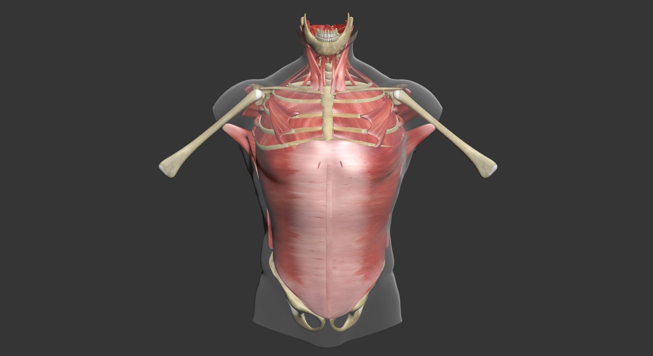 Human Torso Muscle Anatomy 3DSmax 3D model_3