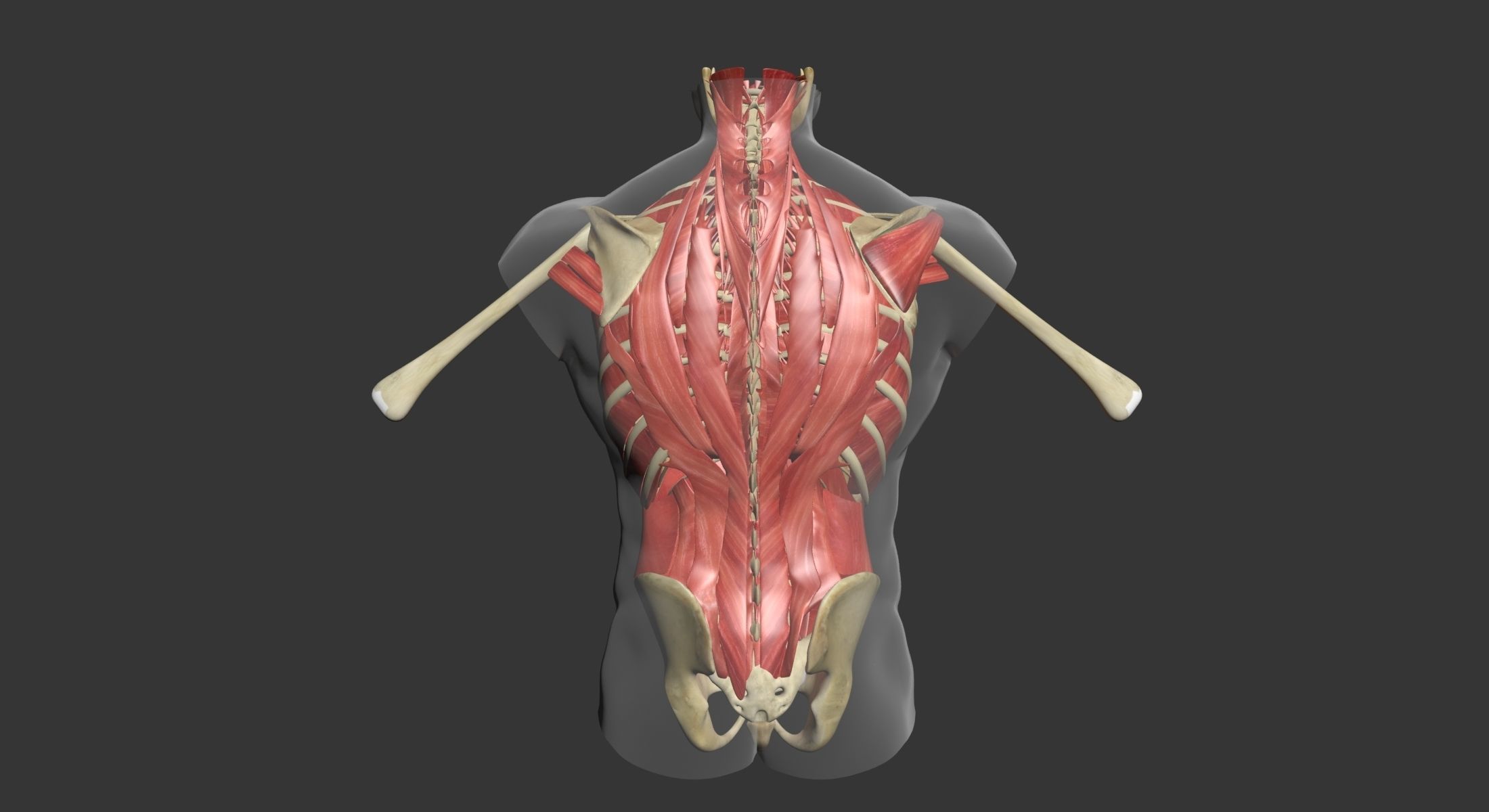 Human Torso Muscle Anatomy 3DSmax 3D model_18