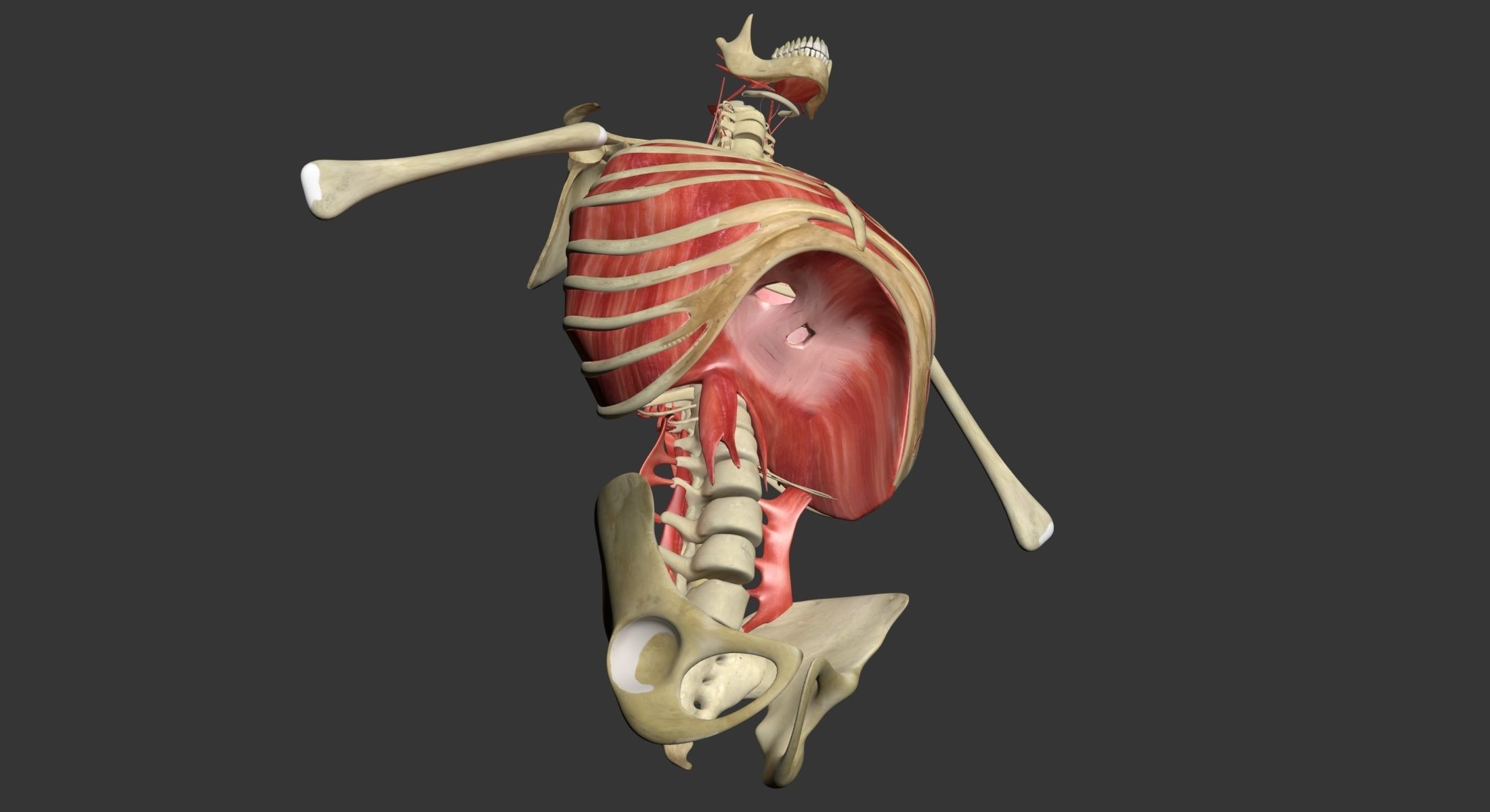 Human Torso Muscle Anatomy 3DSmax 3D model_12