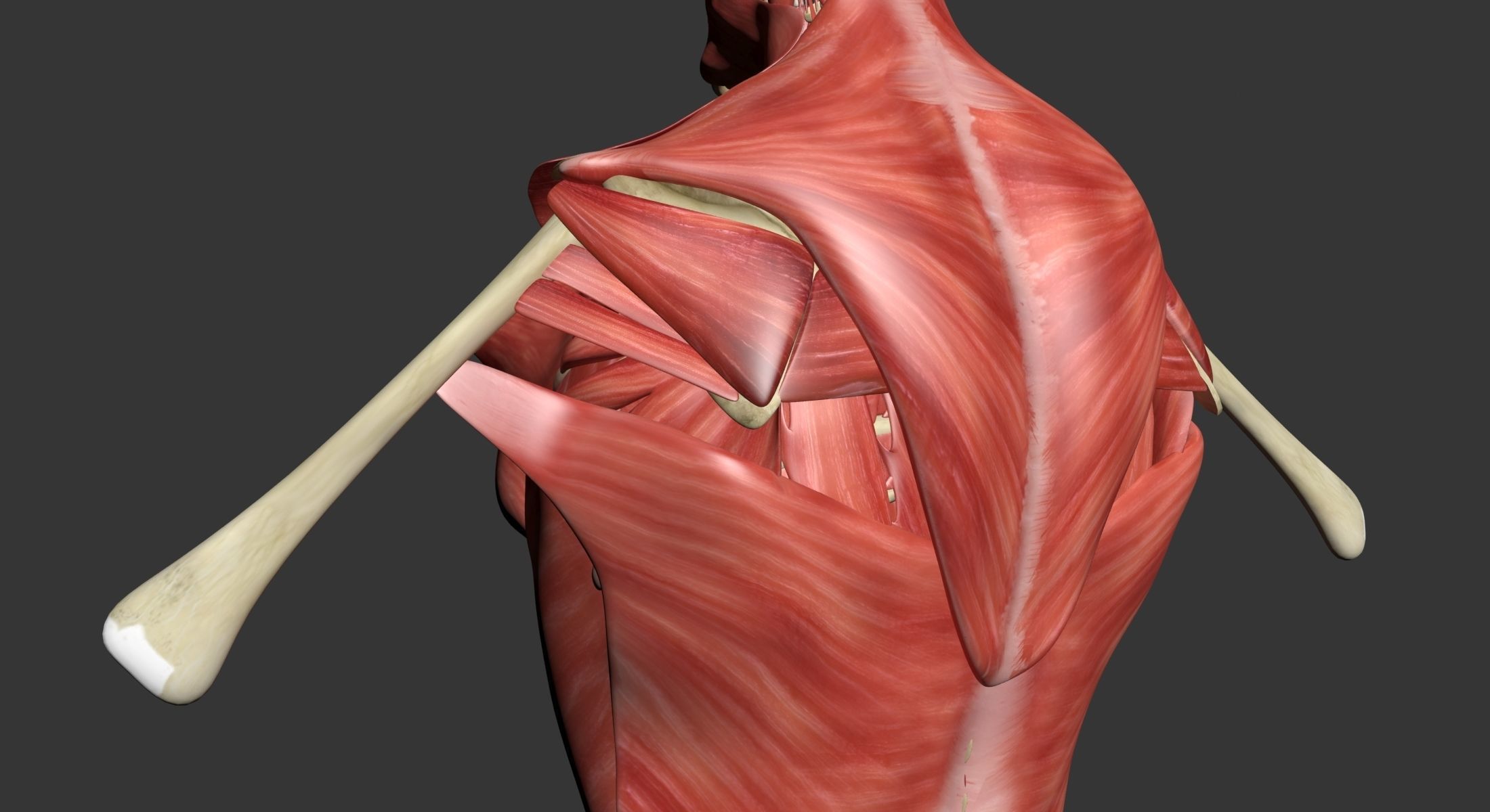 Human Torso Muscle Anatomy 3DSmax 3D model_10