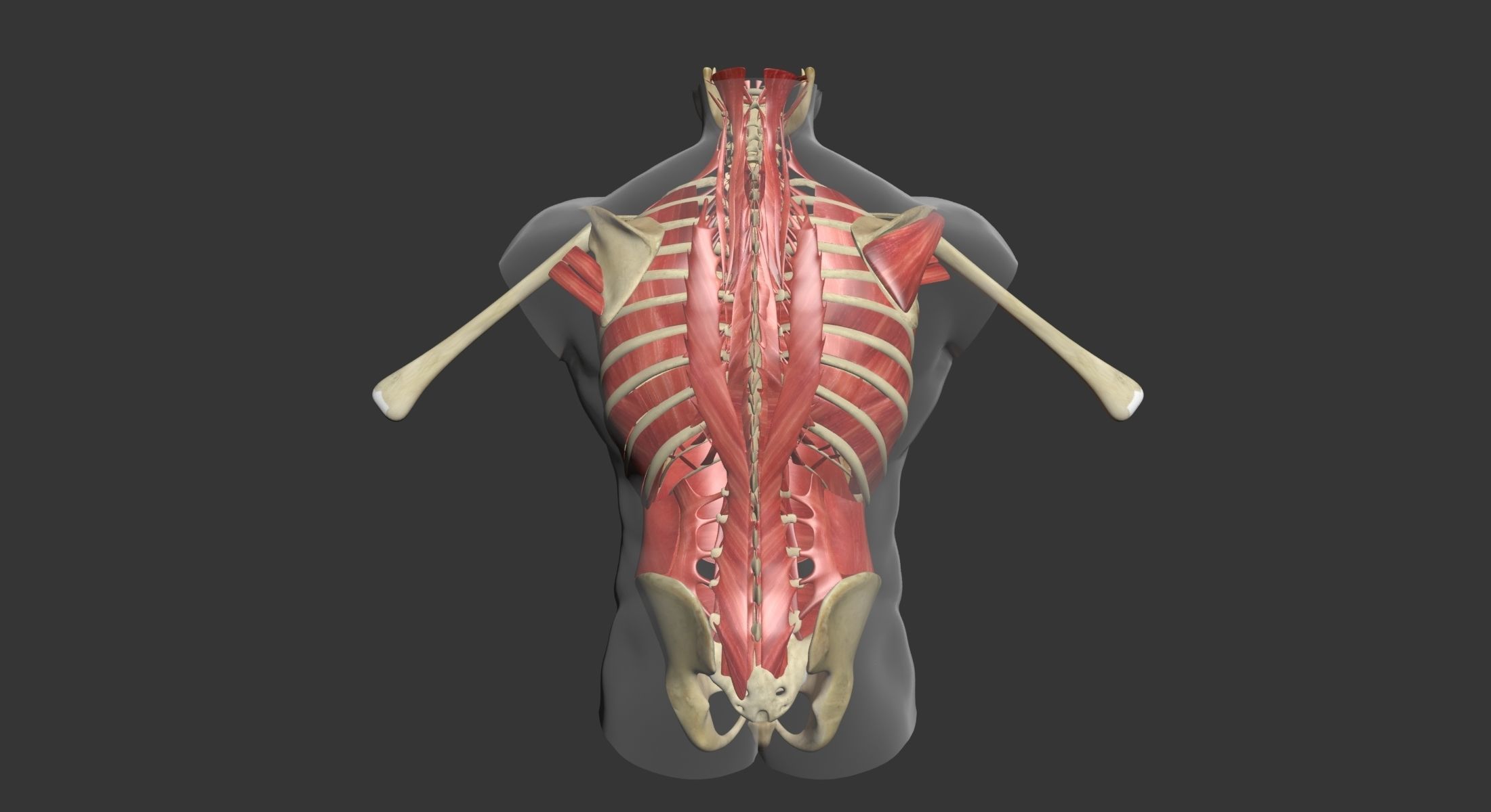 Human Torso Muscle Anatomy 3DSmax 3D model_19