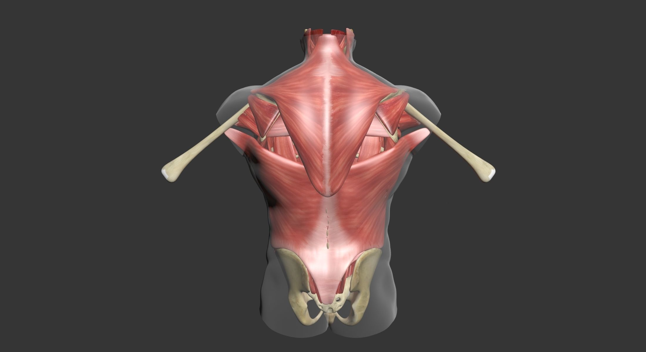 Human Torso Muscle Anatomy 3DSmax 3D model_15