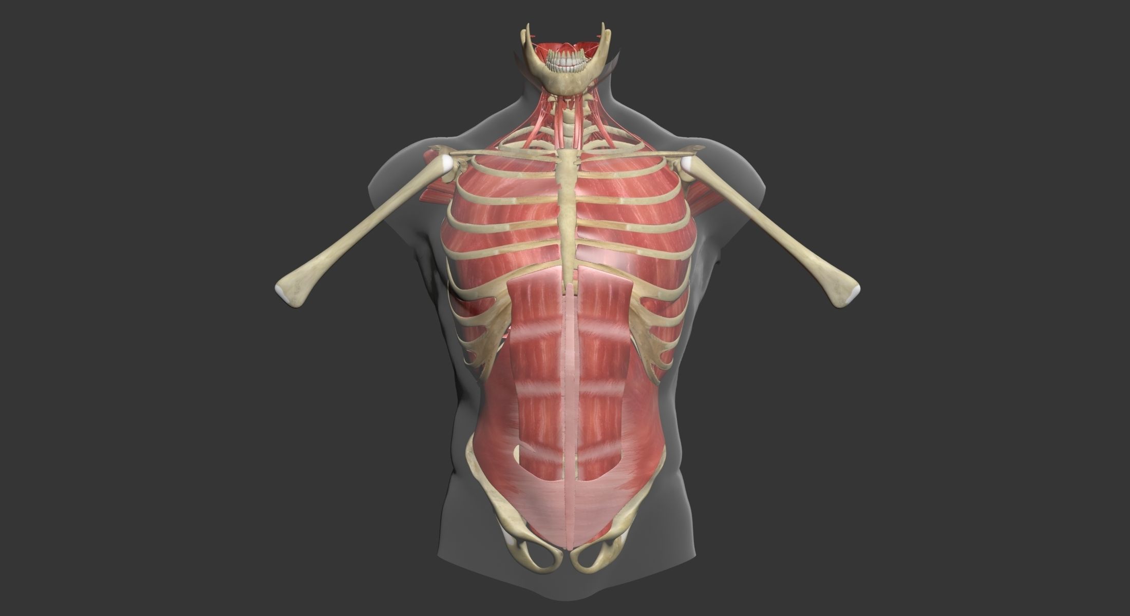 Human Torso Muscle Anatomy 3DSmax 3D model_5