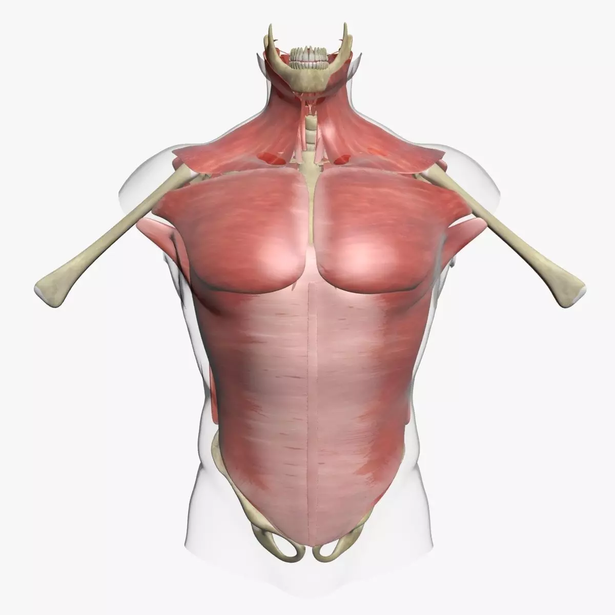 Human Torso Muscle Anatomy 3DSmax 3D model_0