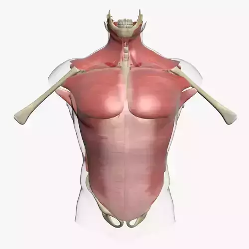 Human Torso Muscle Anatomy 3DSmax 3D model