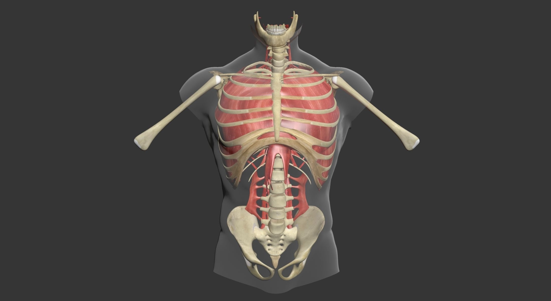 Human Torso Muscle Anatomy 3DSmax 3D model_7