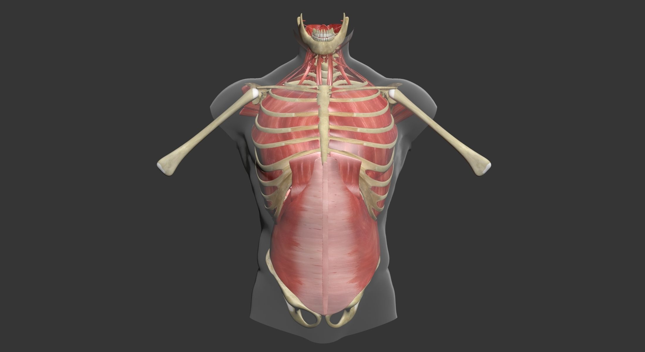 Human Torso Muscle Anatomy 3DSmax 3D model_4