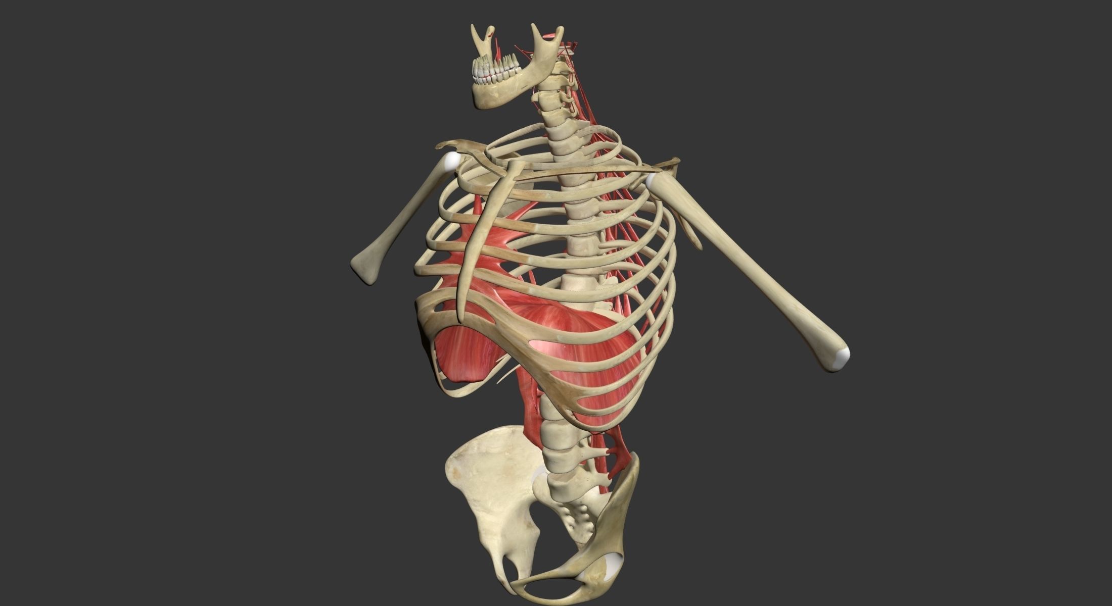 Human Torso Muscle Anatomy 3DSmax 3D model_14