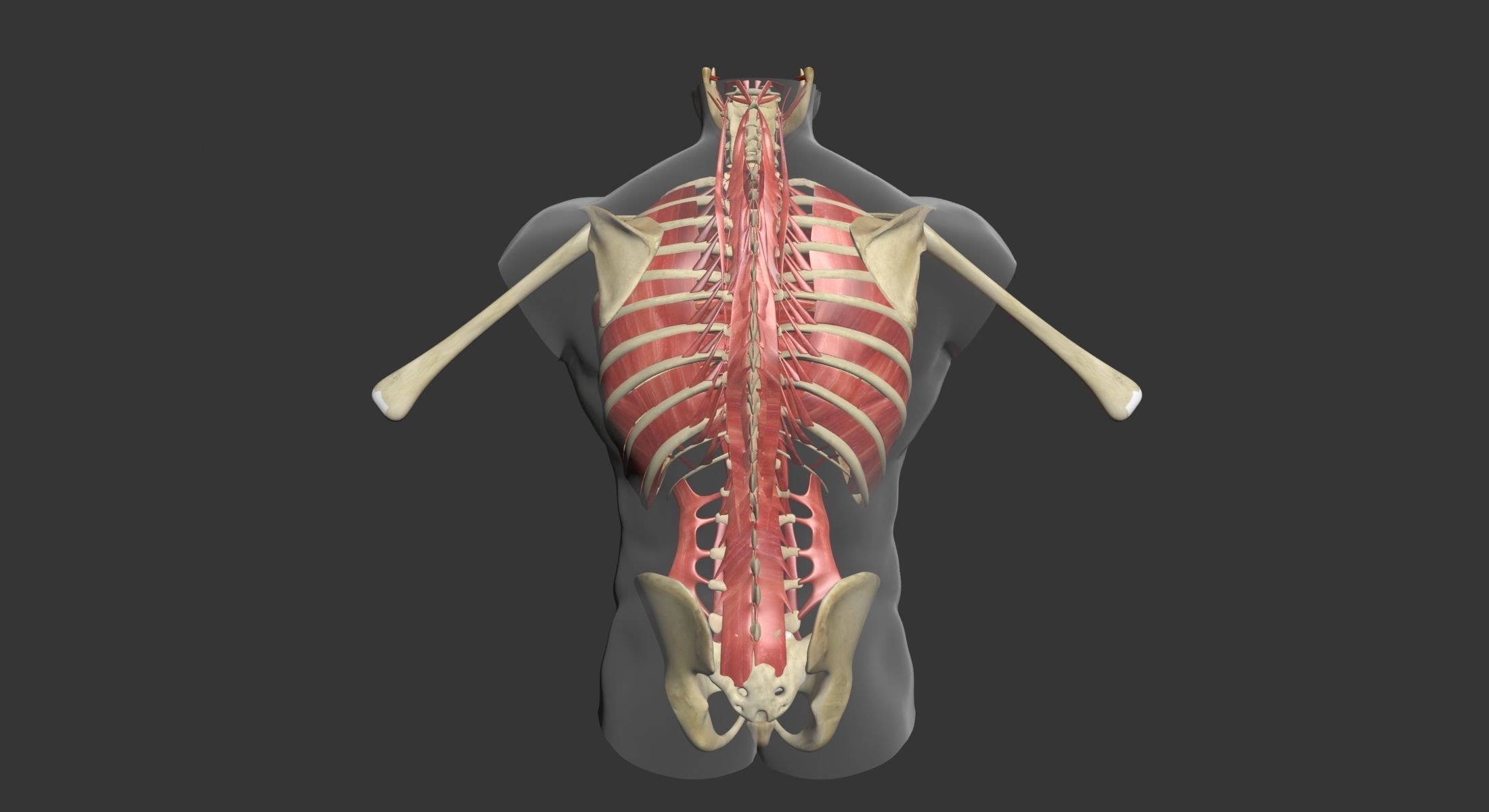 Human Torso Muscle Anatomy 3DSmax 3D model_20