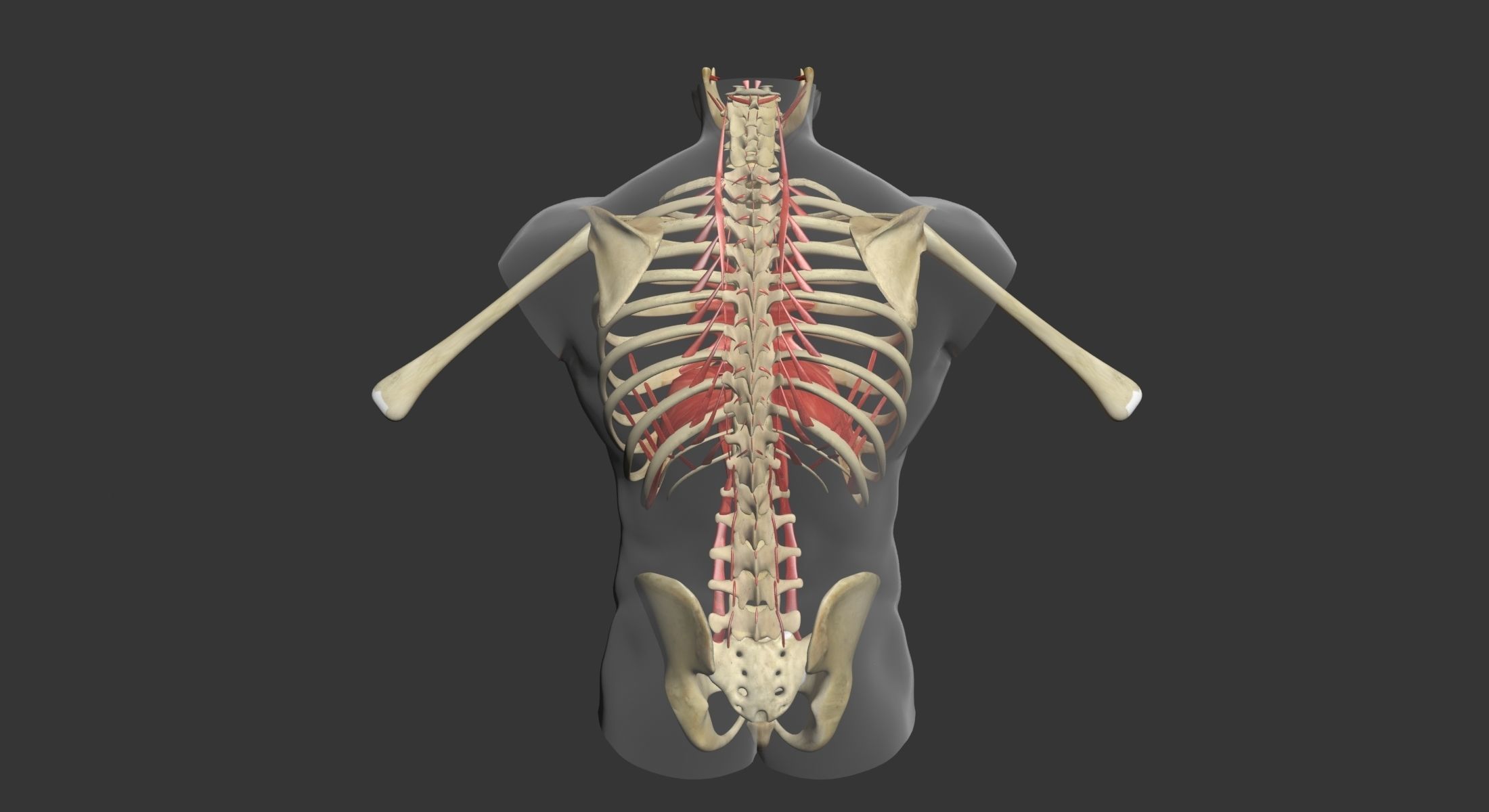 Human Torso Muscle Anatomy 3DSmax 3D model_21
