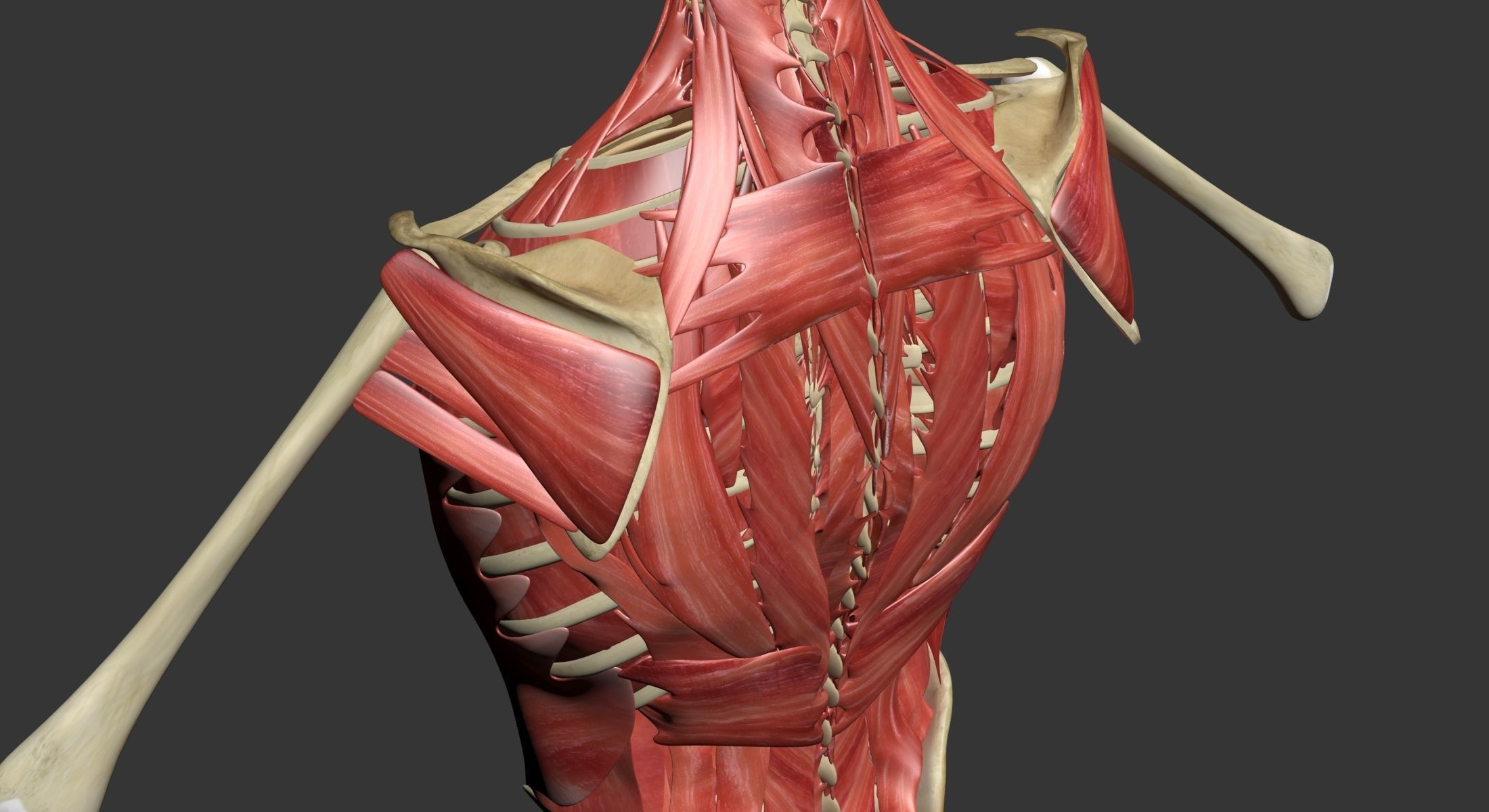Human Torso Muscle Anatomy 3DSmax 3D model_11