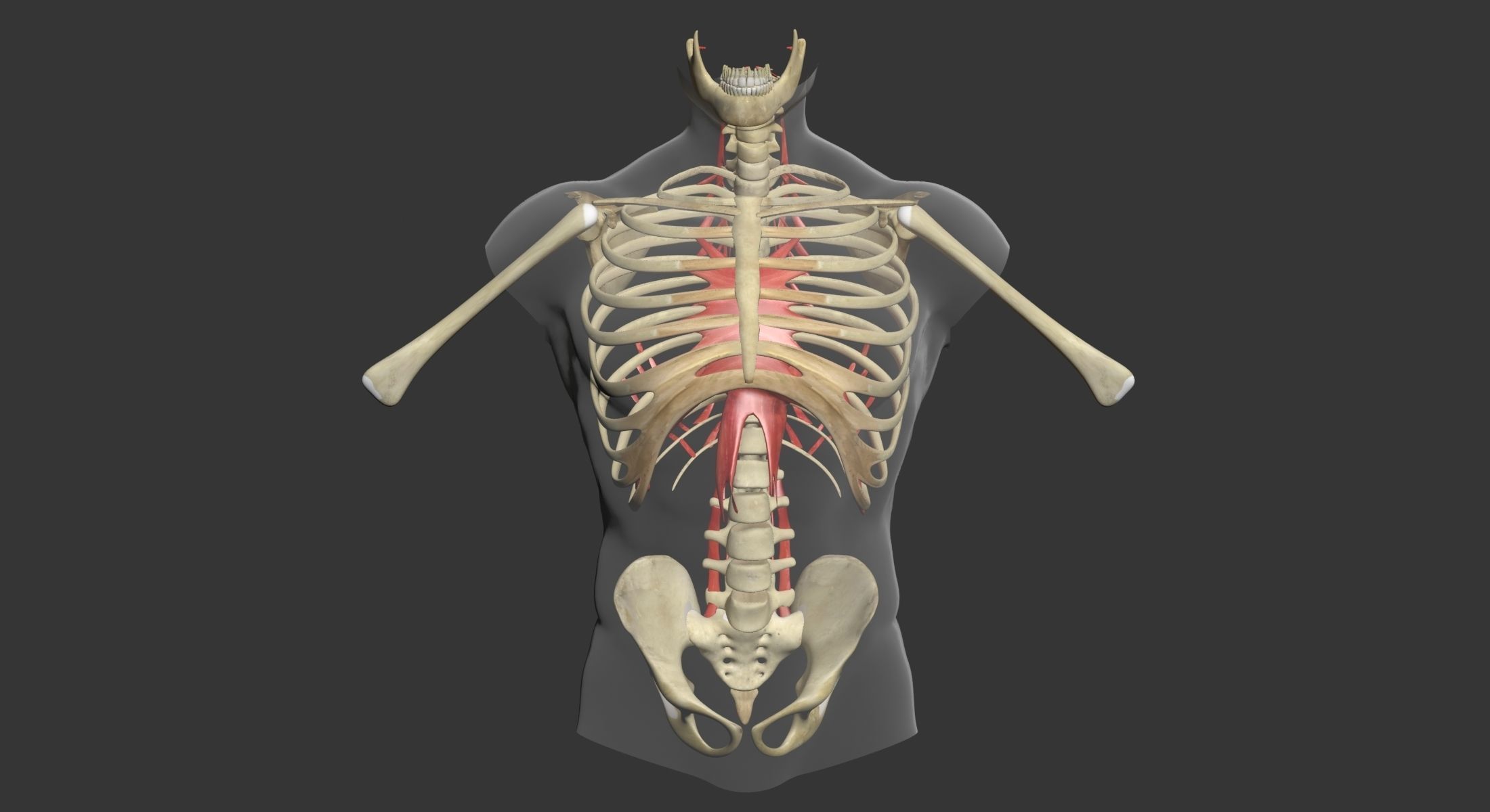 Human Torso Muscle Anatomy 3DSmax 3D model_8