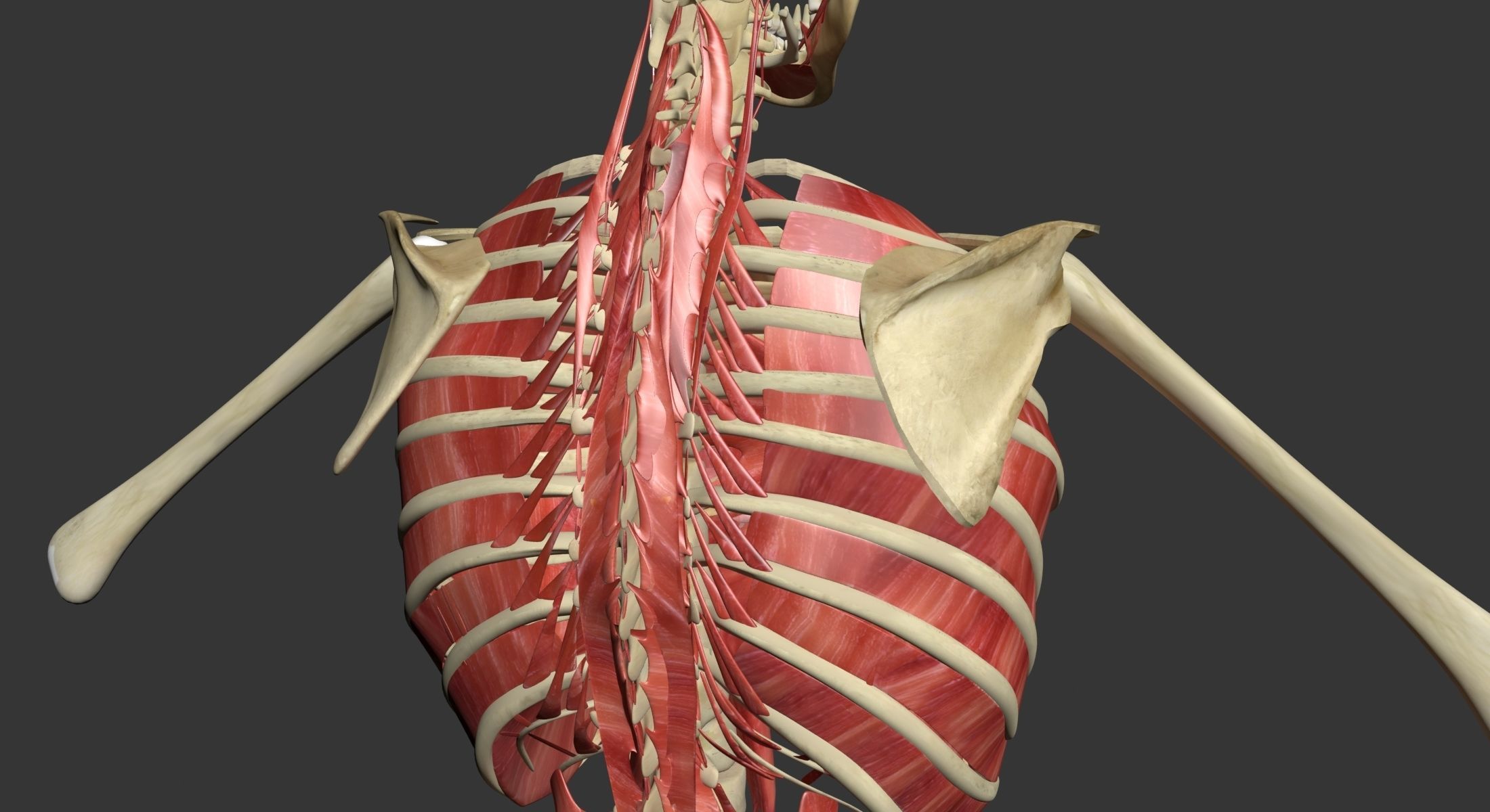 Human Torso Muscle Anatomy 3DSmax 3D model_13